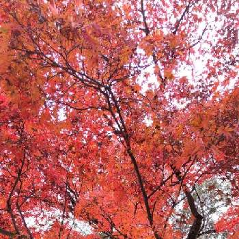 奈良公園⛲の画像 by ninaさん | お出かけ先と奈良公園⛲と真っ赤かな火曜日