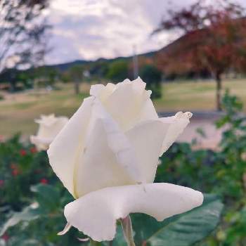 パスカリの画像 by ふうさん | お出かけ先とパスカリとバラと薔薇とばらと公園と白い花とばら バラ 薔薇