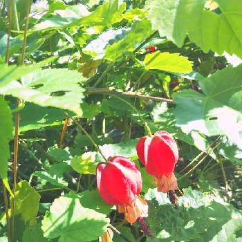 アブチロン チロリアンランプの画像 by りんかさん | お出かけ先とあっ火曜日と双子と小人と秋の日とアブチロン チロリアンランプと赤い花