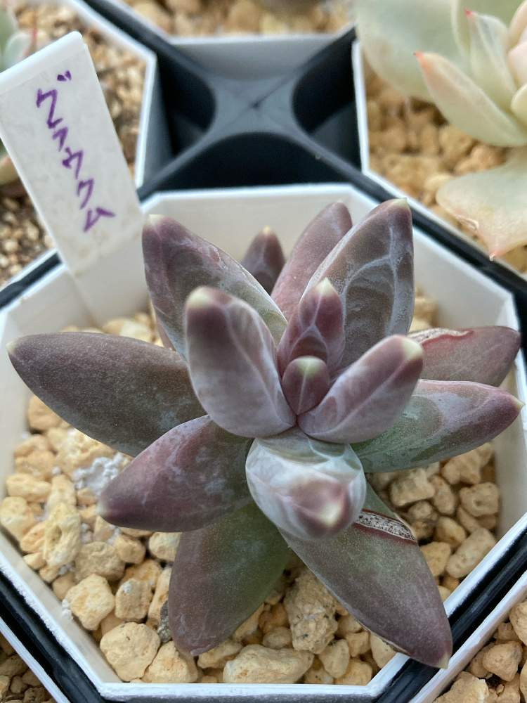 グラウクムの投稿画像 By ゆづたさん ウォーターマークと多肉中毒とかっこいいと多肉大好きと癒しとパキフィツムとフィルターなしと多肉初心者 21月11月23日 Greensnap グリーンスナップ