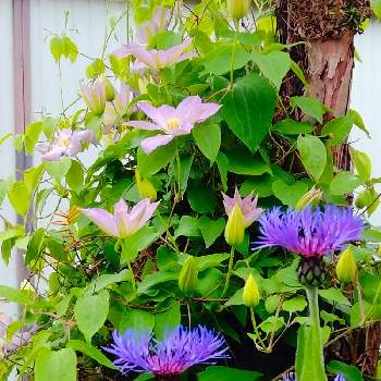 セントーレアモンタナの画像 by tottokoさん | 広い庭とヤグルマソウ(矢車草)とセントーレアモンタナとにわの草花と青い花と花いろいろと青い花大好き❤と花のある暮らしと青い花マニア