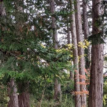 ヒノキ林の画像 by 秋草さん | ヒノキとヒノキ林とヤマコウバシと秋色✽とヤマコウバシ✽とヒノキ✽とちっちゃいものクラブ