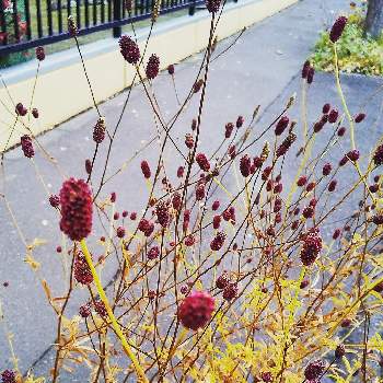 吾亦紅の投稿画像一覧 Greensnap グリーンスナップ