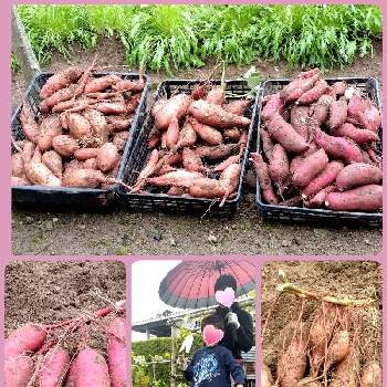 紅はるかの画像 by 鈴さん | 畑と安納芋と水菜と紅はるかと挿し芽と実のなる植物と#家庭菜園