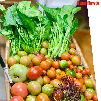 大玉トマトの投稿画像一覧 Greensnap グリーンスナップ