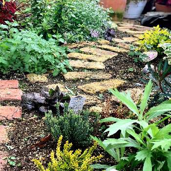 レンガの小道DIYの画像 by neoproductnine.DIYガーデンさん | 小さな庭と宿根草ガーデンとアンティークレンガとナチュラルガーデンとレンガの小径とレンガの小道DIY