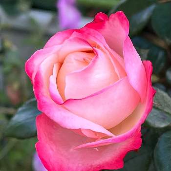 薔薇 ノスタルジーの投稿画像一覧 Greensnap グリーンスナップ