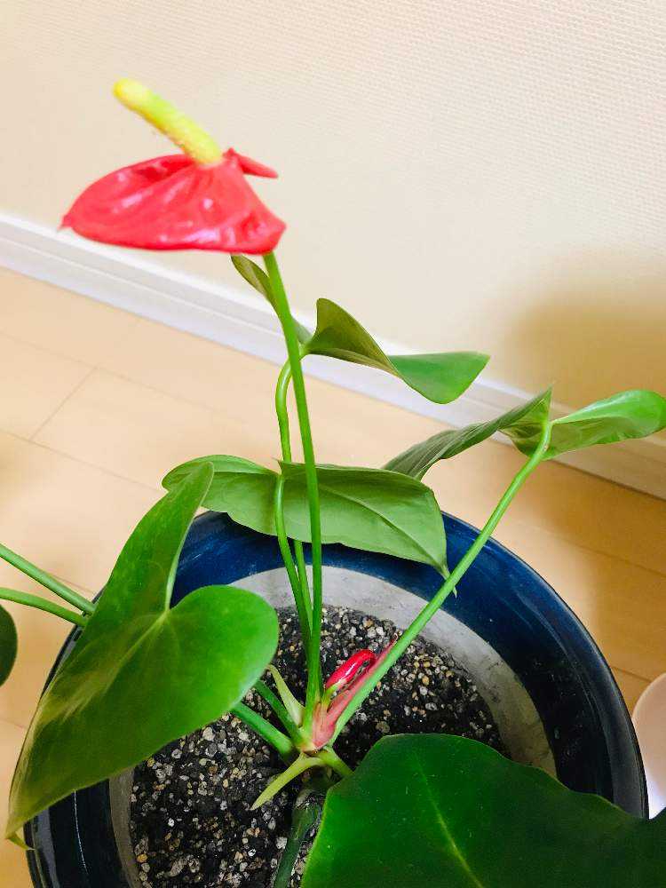 アンスリウム・デシピエンス　超巨大になる毒々しい美種 アンスリウム・デシピエンス 超巨大になる毒々しい美種の落札情報詳細