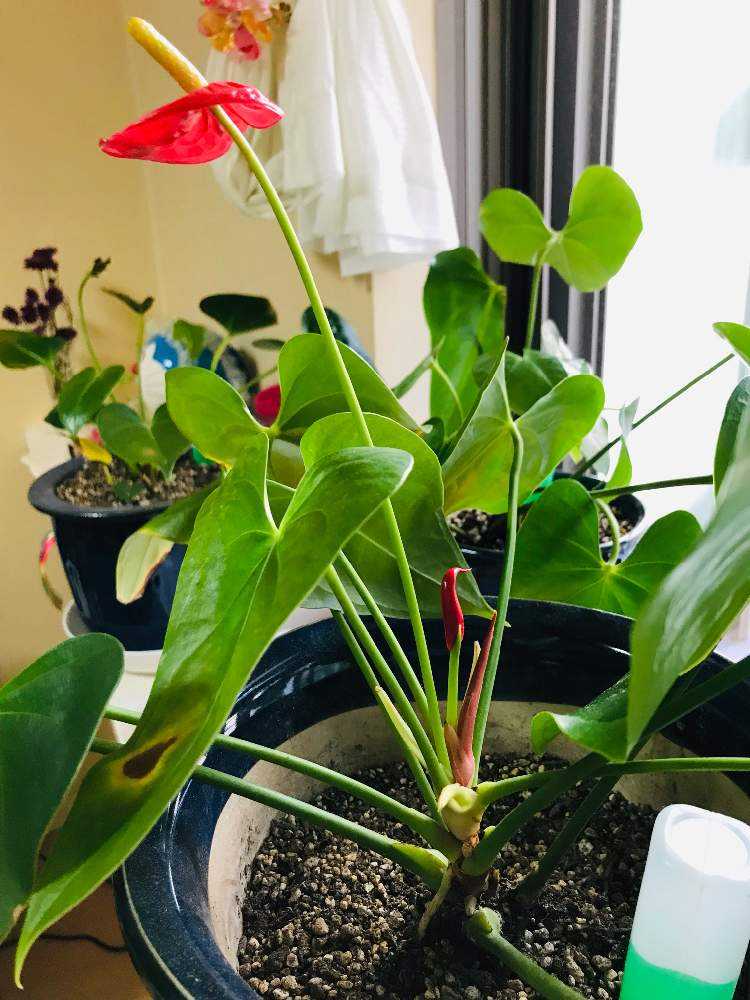 アンスリウム・デシピエンス　超巨大になる毒々しい美種 アンスリウム・デシピエンス 超巨大になる毒々しい美種の落札情報詳細