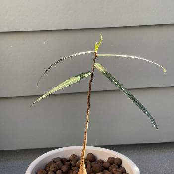 ブラキキトン ルペストリスの投稿画像一覧 Greensnap グリーンスナップ