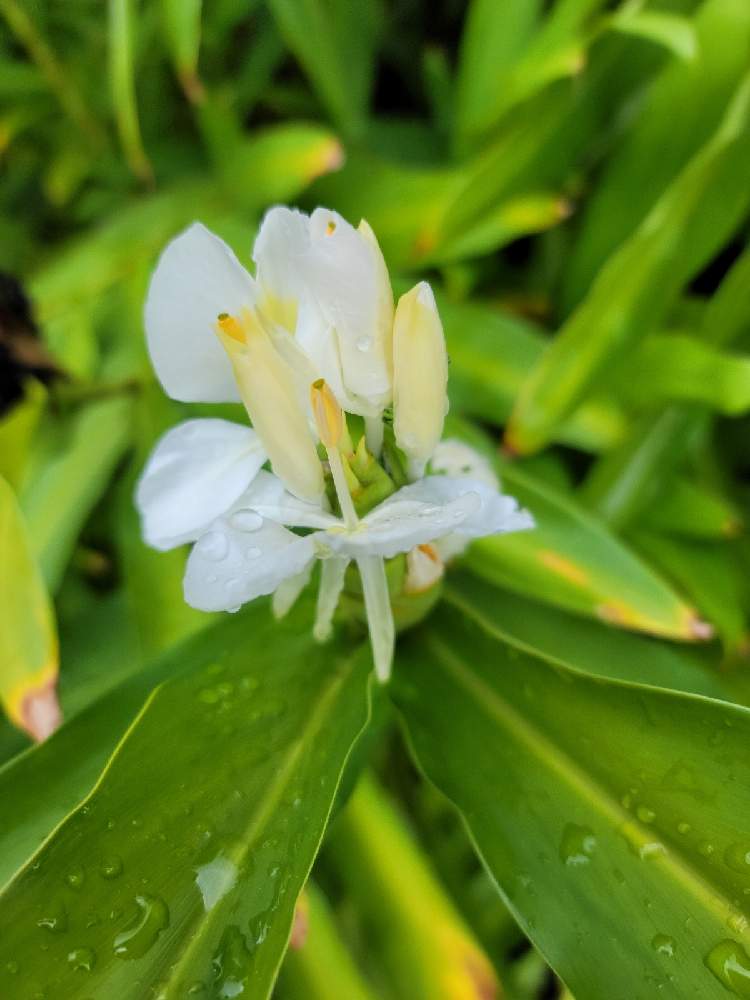 ハナシュクシャの投稿画像 By B Mamaさん お出かけ先と花のある暮らしと花いろいろとステキ と花のある暮らしと花いろいろとステキ 21月11月24日 Greensnap グリーンスナップ Greensnap グリーンスナップ