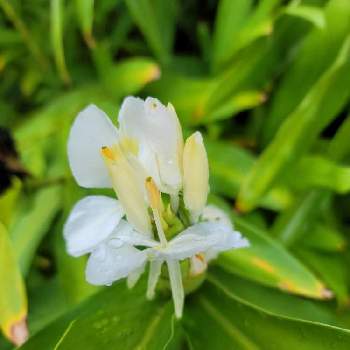 ハナシュクシャの投稿画像一覧 Greensnap グリーンスナップ