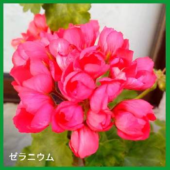 ゼラニウム、チュウリップ咲きの画像 by メリーさん | 小さな庭と鉢植えと花のある暮らしとおうち園芸とゼラニウム、チュウリップ咲き