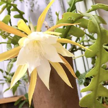 クジャクサボテン エピフィルム アングリガー ロングカット Www Uppmesp Com Br