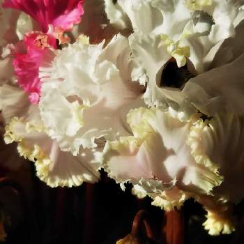 サクラソウ科シクラメン属の画像 by sumiko87さん | 窓辺とシクラメンジュエリーと花のある暮らし♡とサクラソウ科シクラメン属と優美で可憐と午後の日差しとシクラメン大好きと室内管理と蕾も可愛い
