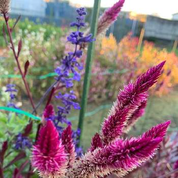 ケイトウ アジアンガーデンの投稿画像一覧 Greensnap グリーンスナップ