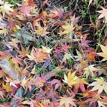 紅葉シーズンの画像 by chizuさん | お出かけ先と紅葉の絨毯★と植中毒と楽しかったぁ～♥️と紅葉シーズンと山歩きと秋の風景と山で出会ったお花達と山の風景