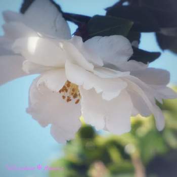 八重咲サザンカの画像 by Hirochan＊  flowersさん | 小さな庭と八重咲サザンカと小さな花とサザンカ(山茶花)とお花好きの人と繋がりたいとJuneの会