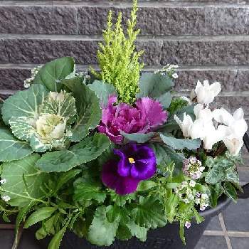 自家栽培の画像 by ツインpeachさん | 玄関と寄せ植えと葉牡丹♥️と花のある暮らしとガーデンシクラメン❤︎と アリッサムと紫のパンジーと自家栽培
