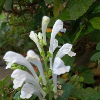 秋風にゆれる花の画像 by ハッピーさん | 小さな庭とタツナミソウ 白と可愛い花と秋風にゆれる花とみどりのあるくらしと自然の営みと小さな幸せ♡と白い花♡
