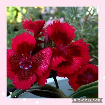 ナデシコ♡の画像 by 磯さんさん | ナデシコ♡と私のガーデニングと可愛い〜♡と深い赤と花のある暮らしとお花は癒しと小さなお庭とマスク生活は続く