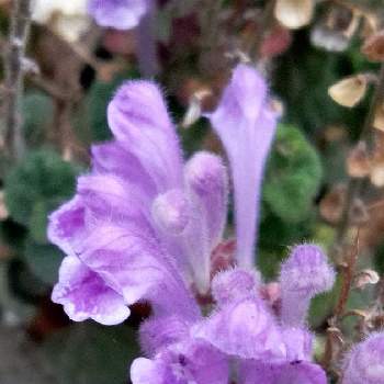 秋風にゆれる花の画像 by ハッピーさん | 小さな庭とタツナミソウ　紫と可愛い花と秋風にゆれる花とみどりのあるくらしと紫色の美と生命力！