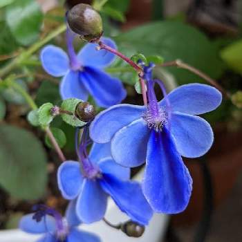 ブルーエルフィン の投稿画像一覧 Greensnap グリーンスナップ