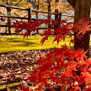 秋本番の画像 by fumiさん | モミジと自然大好きと２０２０年５月同期と紅葉（こうよう）と暮らしに癒しをと紅葉狩りと水辺に惹かれてと草木湖と秋本番