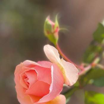 ザビエル･デ･フライシネッテ薔薇の画像 by さば*さん | no green no lifeとGSに感謝。とザビエル･デ･フライシネッテ薔薇とロザリアンと賃貸ガーデニング