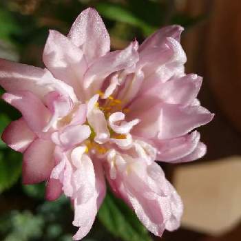  秋明菊の画像 by はるまきさん | バルコニー/ベランダとベランダとピンク ぴんく Pinkと 秋明菊とせまいベランダ