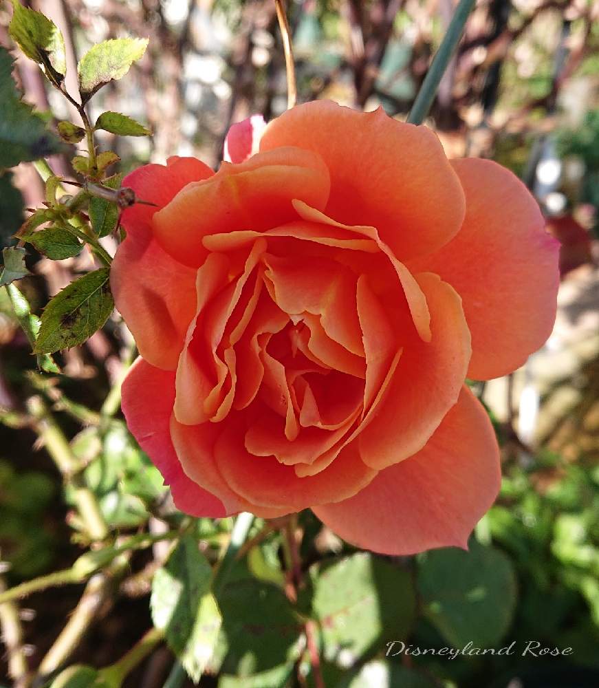 小さな庭の画像 by ＹＵＭＩＫＯさん | 小さな庭と私の癒し♡と薔薇愛同盟と花が好き❤と毎日ローズショーとおうち園芸とお花に癒されてと植中毒と2021 YUMIKO薔薇と花のある暮らしと大好き♡︎ʾʾとかわいいな♡といい色♡とディズニーランド ローズ