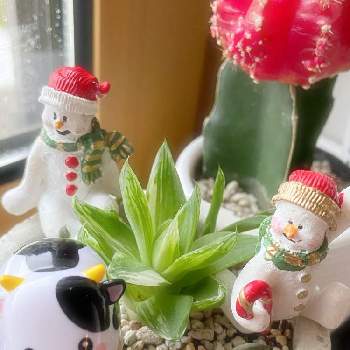 京の華錦の画像 by rinrin♪さん | 京の華錦と緋牡丹とヒボタンとクリスマスと錦の日と牛の日とかわちいとクリスマス月間