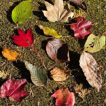 落ち葉アートの投稿画像一覧 Greensnap グリーンスナップ