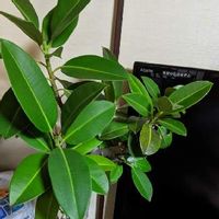 素敵な花言葉を持つシラカシの育て方をご紹介 Greensnap グリーンスナップ