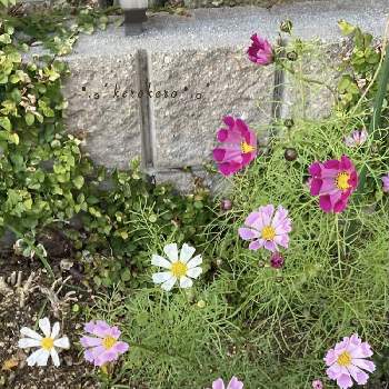 コスモス シーシェルの画像 by けろけろさん | 小さな庭とコスモス シーシェルとコスモスとピンクの花と種からと秋コスモスと種蒔きから
