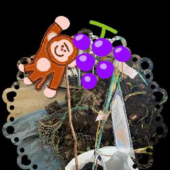 里芋の画像 by 友花さん | 里芋とシャインマスカットの苗とコトピーの苗