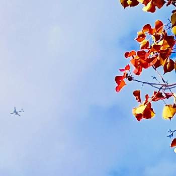 買い物帰りの画像 by m＆oさん | お出かけ先と雲撮りと水元公園と雲仲間と買い物帰りと空撮りと紅葉と飛行機