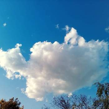 買い物帰りの画像 by m＆oさん | お出かけ先と亀さんみたいな雲と雲撮りと水元公園と雲仲間と買い物帰りと空撮り