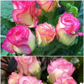バラ咲きジュリアンプリンアラモードの画像 by hana☘️さん | 小さな庭と プリムラとバラ咲きジュリアンプリンアラモード