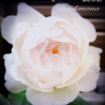 清楚な美しさの画像 by あすなろさん | 玄関とデビット・オースチンと薔薇　デズデモーナと美しいとほんのりピンクと清楚な美しさと色が変化とお花のある生活と白バラとお花で癒される