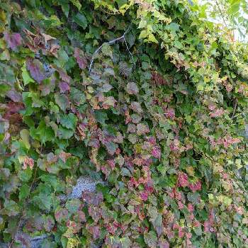 ツタの投稿画像一覧｜🍀GreenSnap（グリーンスナップ）