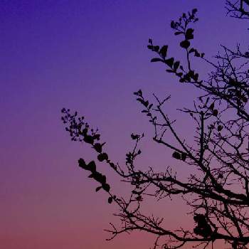 静かな時間の画像 by senさん | お出かけ先と観察と静かな時間とはっぱと雲行きと夕陽と花菜ガーデン