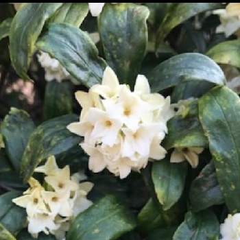 三大香木の投稿画像一覧 Greensnap グリーンスナップ