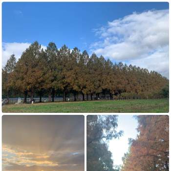 紅葉が綺麗の画像 by なおちゃんさん | お出かけ先とメタセコイアの並木道と紅葉が綺麗