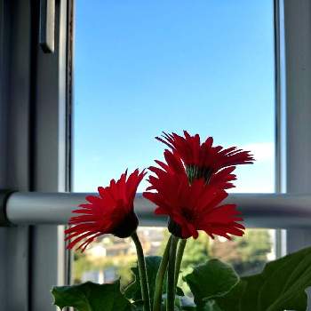 空と花の画像 by しむちゃんさん | 窓辺とガーベラと空と花と真っ赤な花と真っ赤❤と赤い花とそらと一緒