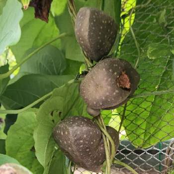 宇宙芋の投稿画像一覧 Greensnap グリーンスナップ