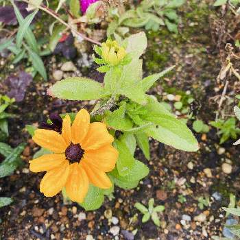 ルドベキア トトの投稿画像一覧 Greensnap グリーンスナップ