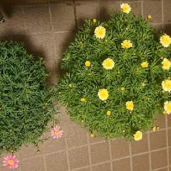 マックスマム ピンクの投稿画像一覧 Greensnap グリーンスナップ