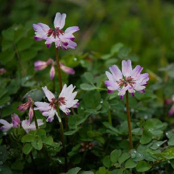 レンゲソウの投稿画像一覧 Greensnap グリーンスナップ レンゲソウの投稿画像一覧 Greensnap グリーンスナップ