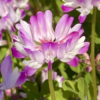 Zmunibkuu7scfm Zmunibkuu7scfm